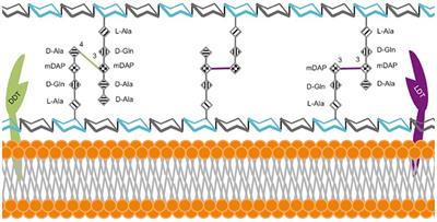 Mycobacterium abscessus and β-Lactams: Emerging Insights and Potential Opportunities